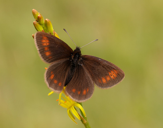 Mountain Ringlet Erebia epiphron