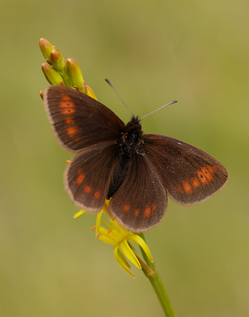 Mountain Ringlet Erebia epiphron
