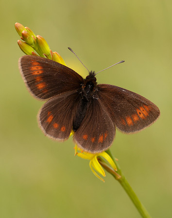 Mountain Ringlet Erebia epiphron