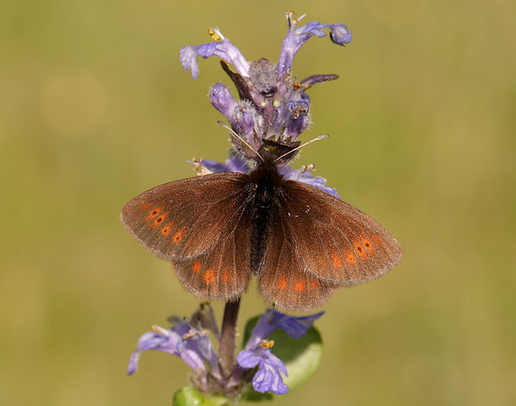 Mountain Ringlet Erebia epiphron