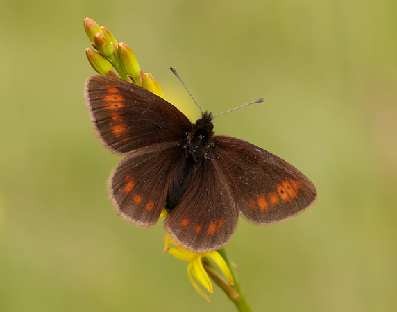 Mountain Ringlet Erebia epiphron