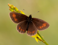 Nymphalidae Browns