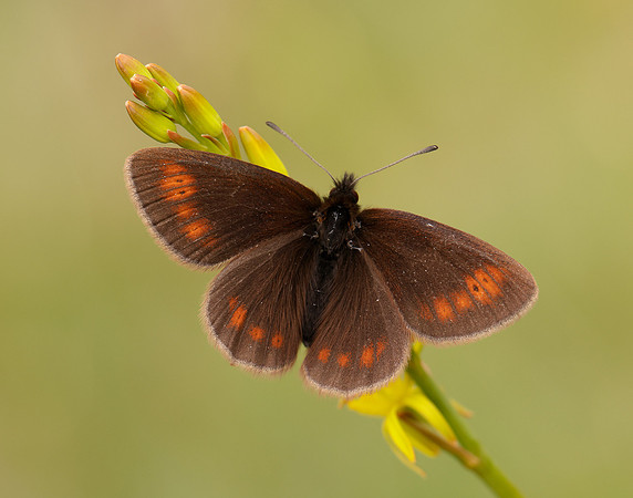Mountain Ringlet Erebia epiphron