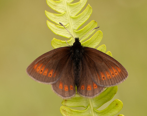 Mountain Ringlet Erebia epiphron