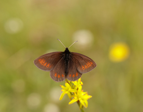 Mountain Ringlet Erebia epiphron