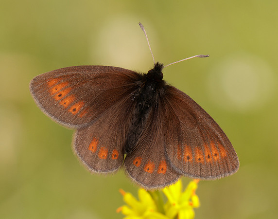 Mountain Ringlet Erebia epiphron