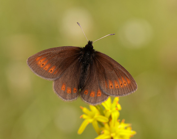Mountain Ringlet Erebia epiphron