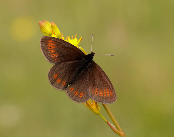 Mountain Ringlet Erebia epiphron