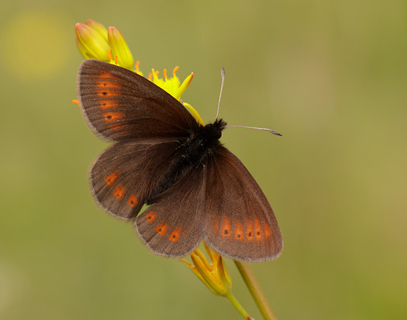 Mountain Ringlet Erebia epiphron