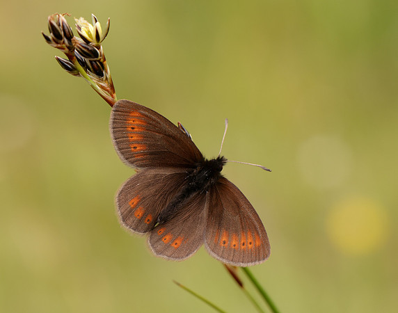 Mountain Ringlet Erebia epiphron