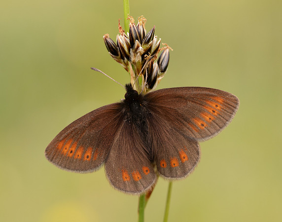 Mountain Ringlet Erebia epiphron