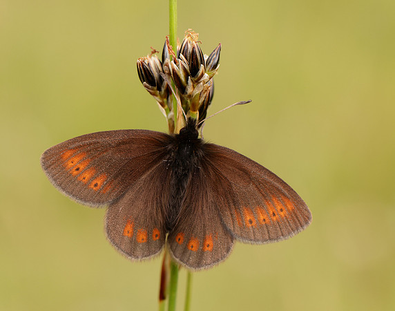 Mountain Ringlet Erebia epiphron