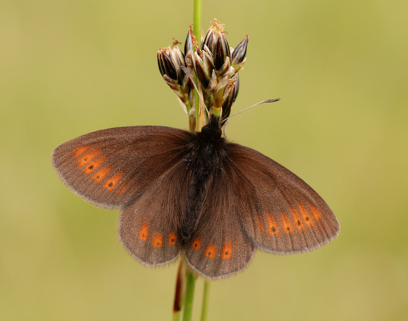Mountain Ringlet Erebia epiphron
