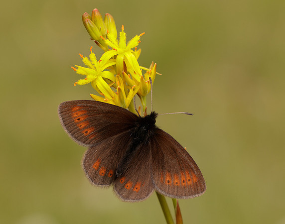 Mountain Ringlet Erebia epiphron