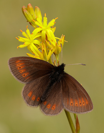 Mountain Ringlet Erebia epiphron