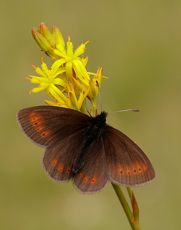 Mountain Ringlet Erebia epiphron