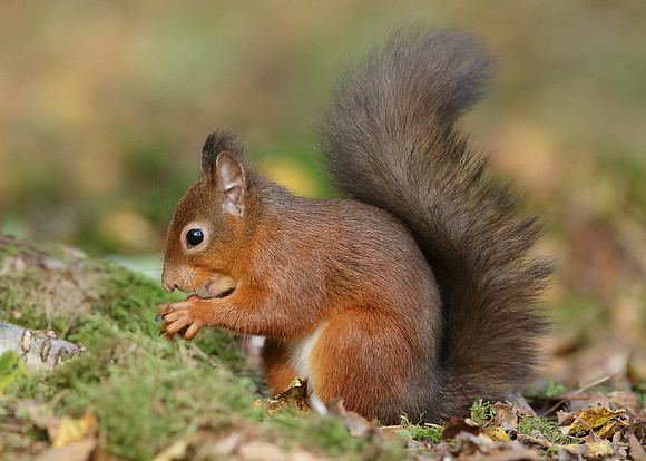 Red Squirrel Sciurus vulgaris