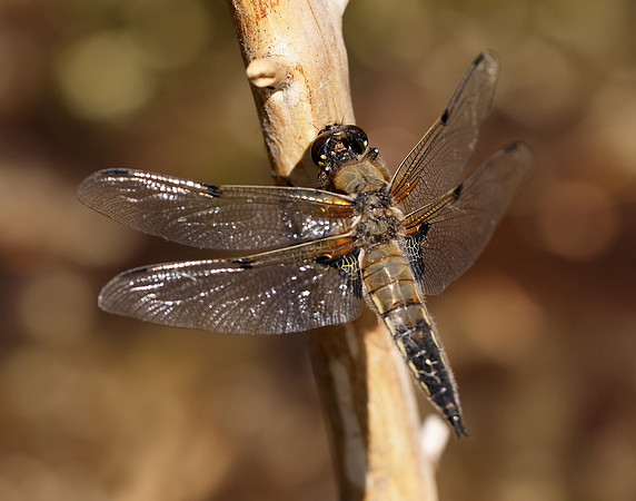 Four-spotted Chaser Libellula quadrimaculata