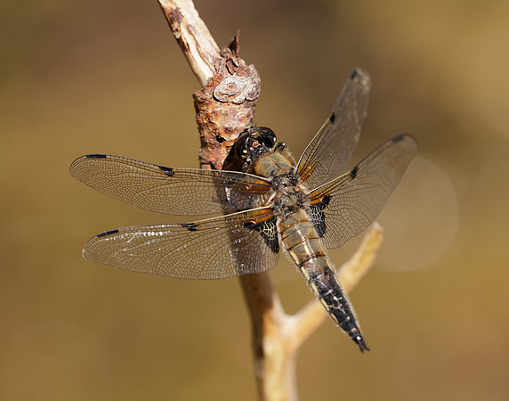 Four-spotted Chaser Libellula quadrimaculata