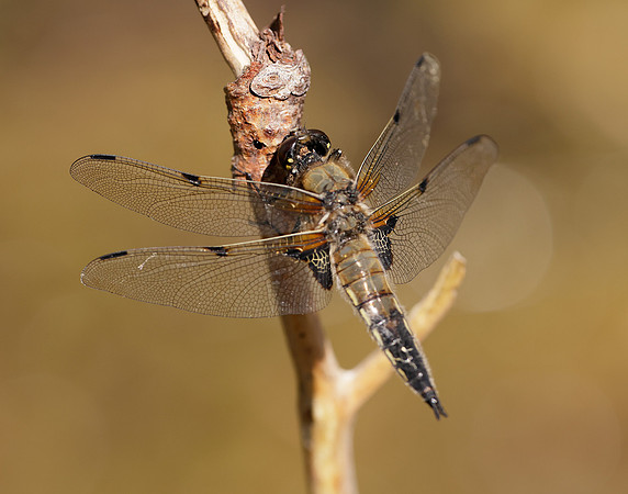 Four-spotted Chaser Libellula quadrimaculata