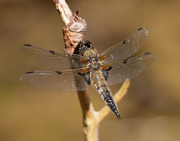 Four-spotted Chaser Libellula quadrimaculata