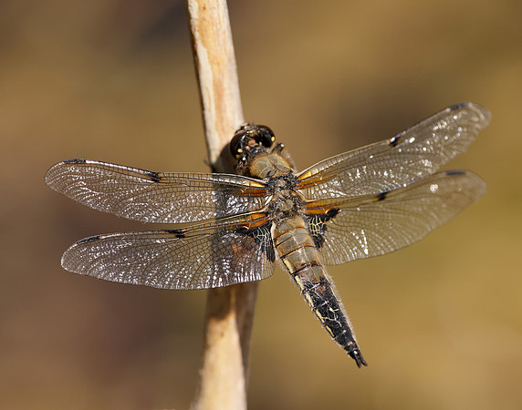 Four-spotted Chaser Libellula quadrimaculata