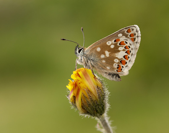 Northern Brown Argus Aricia artaxerxes artaxerxes