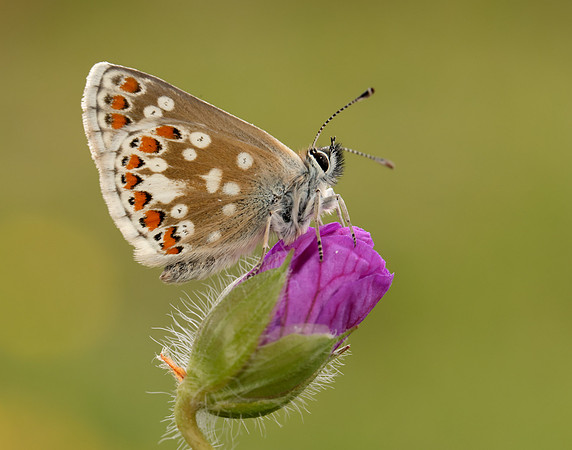 Northern Brown Argus Aricia artaxerxes artaxerxes