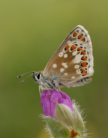 Northern Brown Argus Aricia artaxerxes artaxerxes