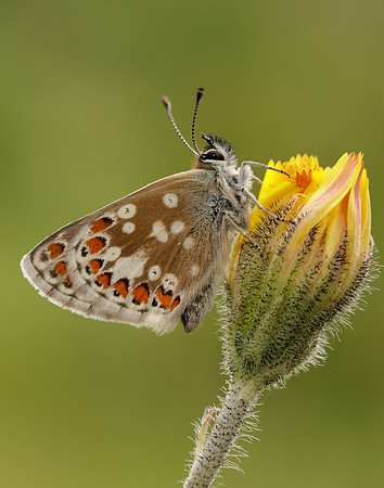 Northern Brown Argus Aricia artaxerxes artaxerxes