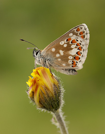 Northern Brown Argus Aricia artaxerxes artaxerxes