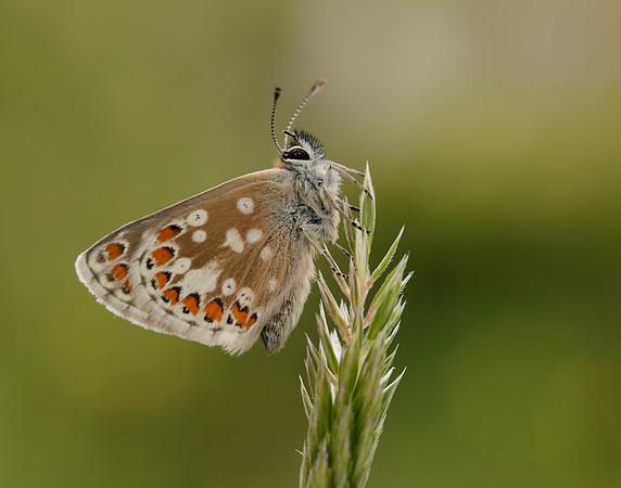 Northern Brown Argus Aricia artaxerxes artaxerxes