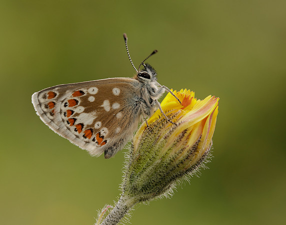Northern Brown Argus Aricia artaxerxes artaxerxes