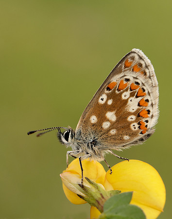 Northern Brown Argus Aricia artaxerxes artaxerxes