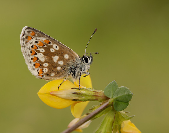 Northern Brown Argus Aricia artaxerxes artaxerxes