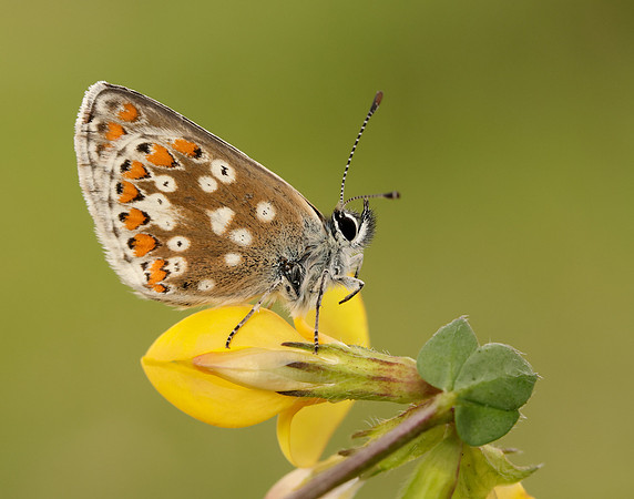 Northern Brown Argus Aricia artaxerxes artaxerxes