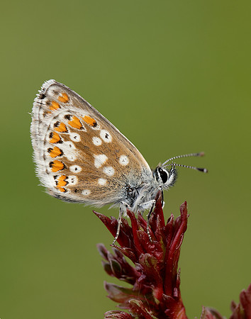 Northern Brown Argus Aricia artaxerxes artaxerxes