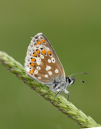 Northern Brown Argus Aricia artaxerxes artaxerxes