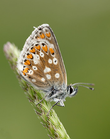 Northern Brown Argus Aricia artaxerxes artaxerxes