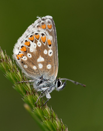 Northern Brown Argus Aricia artaxerxes artaxerxes