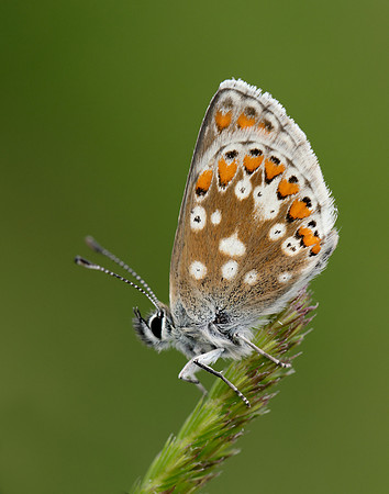Northern Brown Argus Aricia artaxerxes artaxerxes