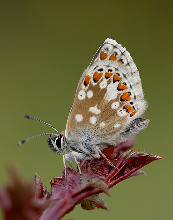 Northern Brown Argus Aricia artaxerxes artaxerxes