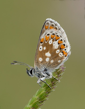 Northern Brown Argus Aricia artaxerxes artaxerxes