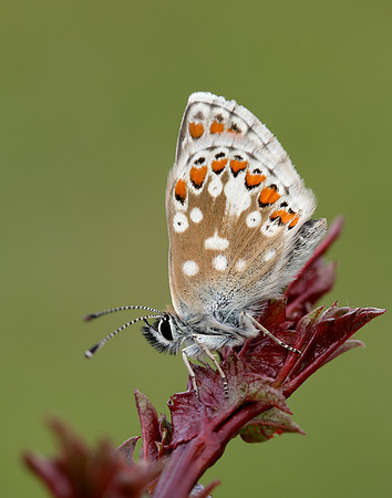 Northern Brown Argus Aricia artaxerxes artaxerxes