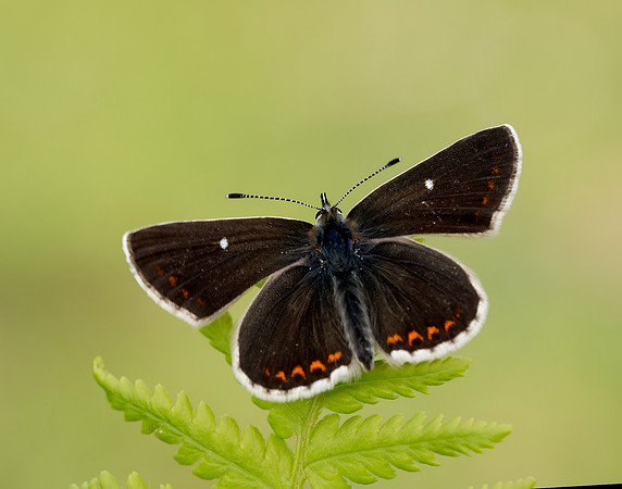 Northern Brown Argus Aricia artaxerxes artaxerxes