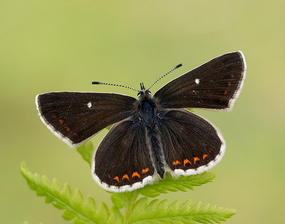 Northern Brown Argus Aricia artaxerxes artaxerxes
