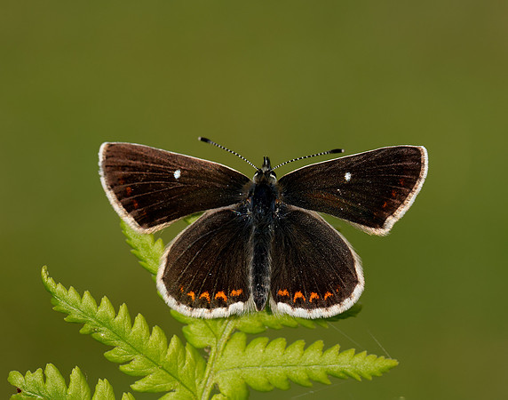 Northern Brown Argus Aricia artaxerxes artaxerxes
