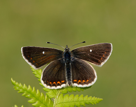 Northern Brown Argus Aricia artaxerxes artaxerxes