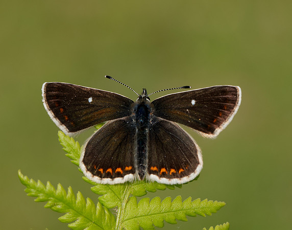 Northern Brown Argus Aricia artaxerxes artaxerxes