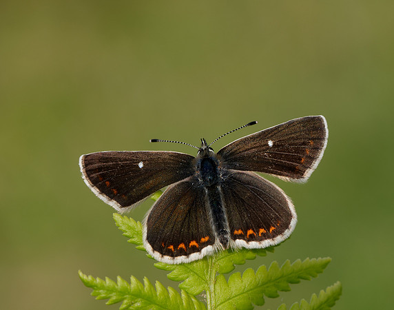 Northern Brown Argus Aricia artaxerxes artaxerxes